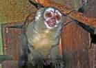 動物図鑑・ヨザルの写真 6